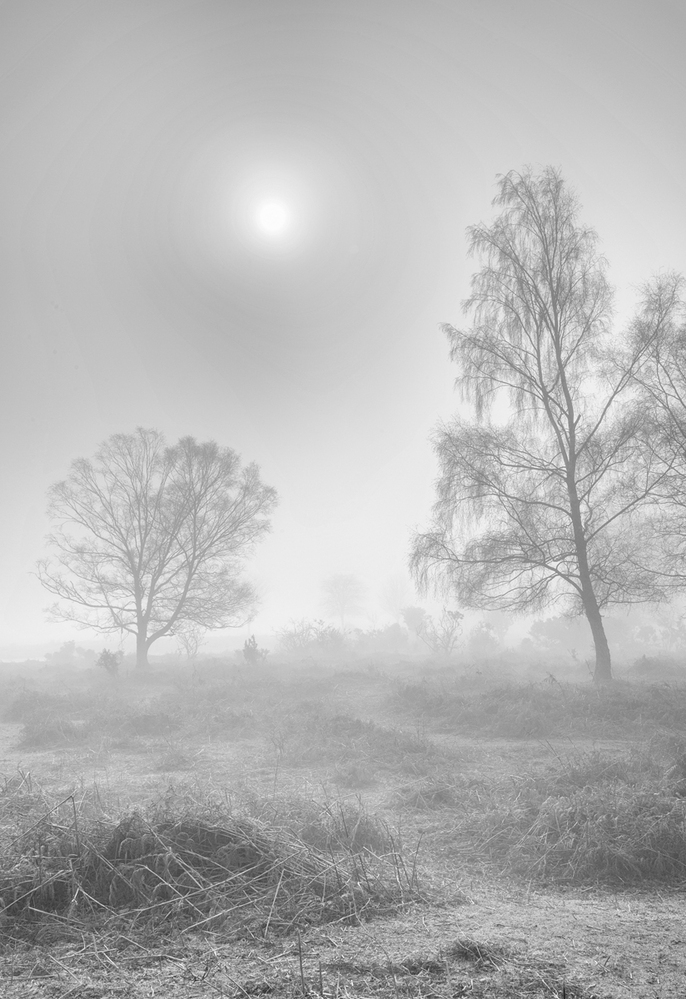 Misty Morning,  Furzley Common,  New Forest 3 
